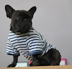 Big Savings on Clothing at PetSmart!