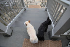 Hunting For Cats