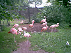 Flamingos in zoo Flamingos in zoo