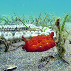 Nudibranch( Secret Bay, North Bali)