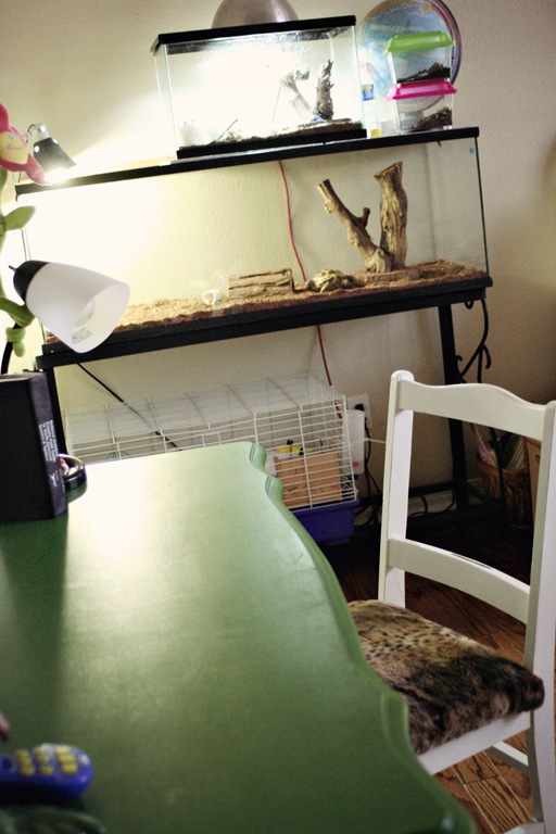 [Animal%2520Cages%2520Decorating%2520Dilemma%255B6%255D.jpg]