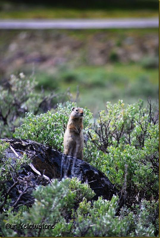 Ground Squirrel May 2011