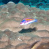 P7085181