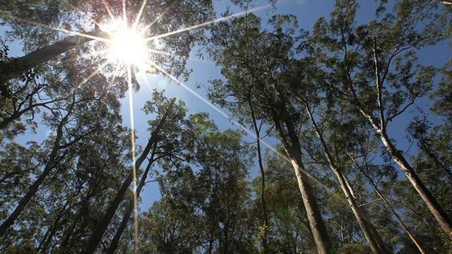 Hot times to mean bad news: A predicted rise in temperatures would see Australia woodland become grassland. A study by the National Environmental Research Program's Environmental Decisions Hub has found that climate stress on eucalypts will mean many of Australia's 750 species will struggle to cope with climate change. Photo: Tamara Dean / SMH