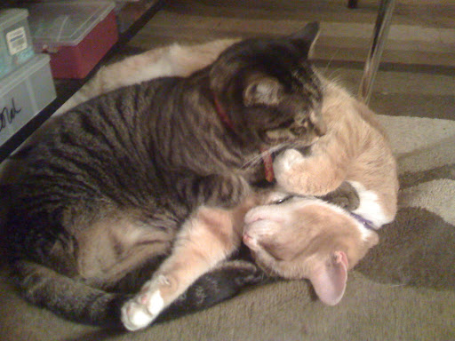My 3-legged kitty Olive quickly enrolled the help of my Max. When Olive has an itch on her right ear, you can see a twitch where her back leg -- which she once used to scratch that ear -- used to be. That's when Max or I will step in and scratch the itch. Isn't that what friends and family are for?