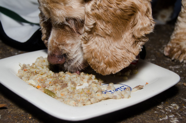 Puppy meal at Bistro 17