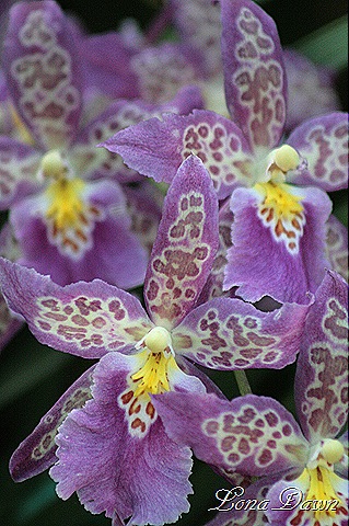[FPC_Orchids_Lilac2%255B7%255D.jpg]