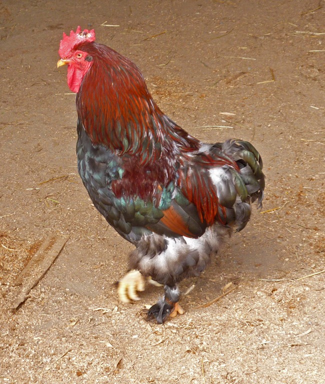 [cock.jpg]