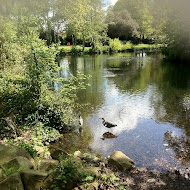 Herons - Valentines Park, Uploaded: 16 May 2012 at 14:44 