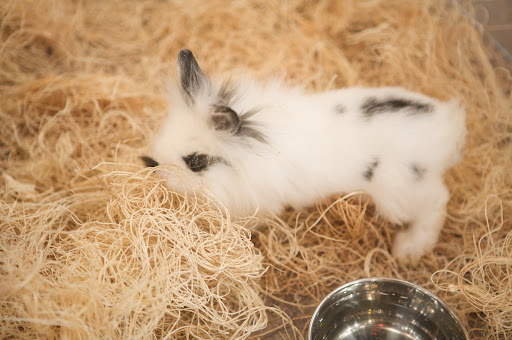 If you think this bunny looks a bit like a lion, you are very astute! With its long wool mane encircling the head, this type of rabbit is called a Lionhead. If you think this bunny looks a bit like a lion, you are very astute! With its long wool mane encircling the head, this type of rabbit is called a Lionhead.