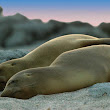 Sea Lions