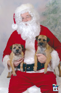 "WHY do they make us do things like this??"Indy and Shea with SantaDec. 2011