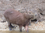 Another shot of some capybara.