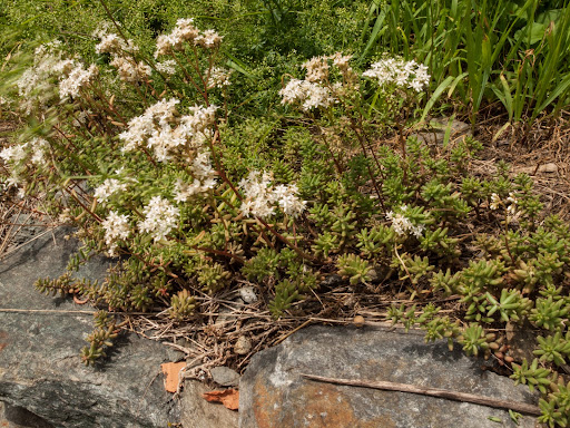 P7062126