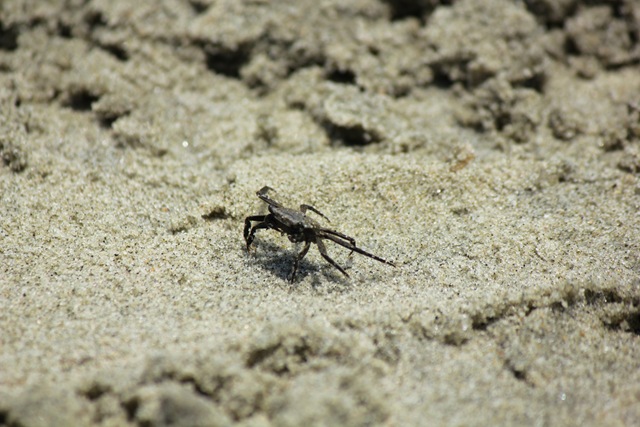 [Crabs%2520%25281%2520of%25201%2529%255B4%255D.jpg]