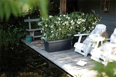 [Green-Basics-Garden-XXL-Living-Black-Landscape%255B2%255D.jpg]
