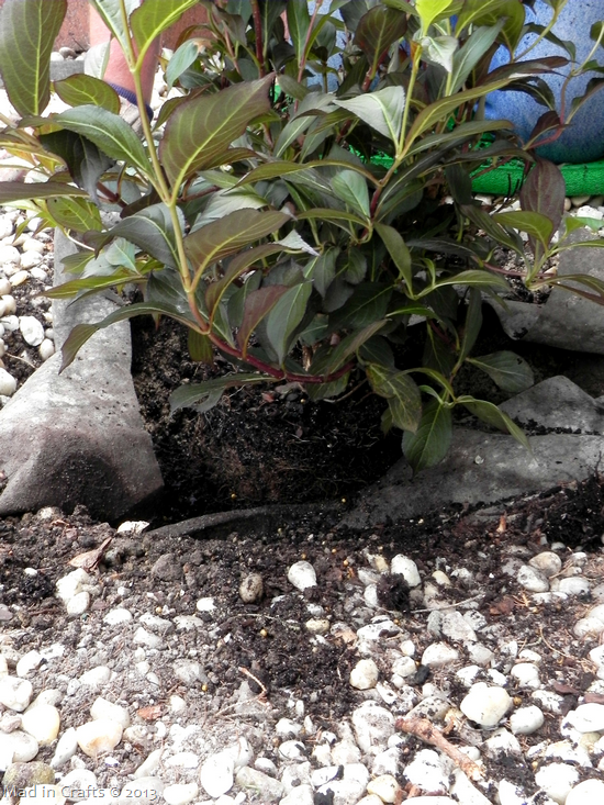 Place Shrub in Hole Place Shrub in Hole