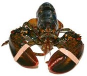 [Lobster%255B3%255D.jpg]