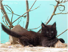 Фото котенка мейн-кун Faraday в 6 недель