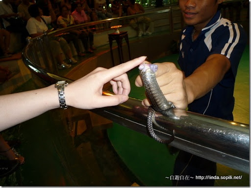 2009泰國曼谷-蛇鞭 2009泰國曼谷-蛇鞭