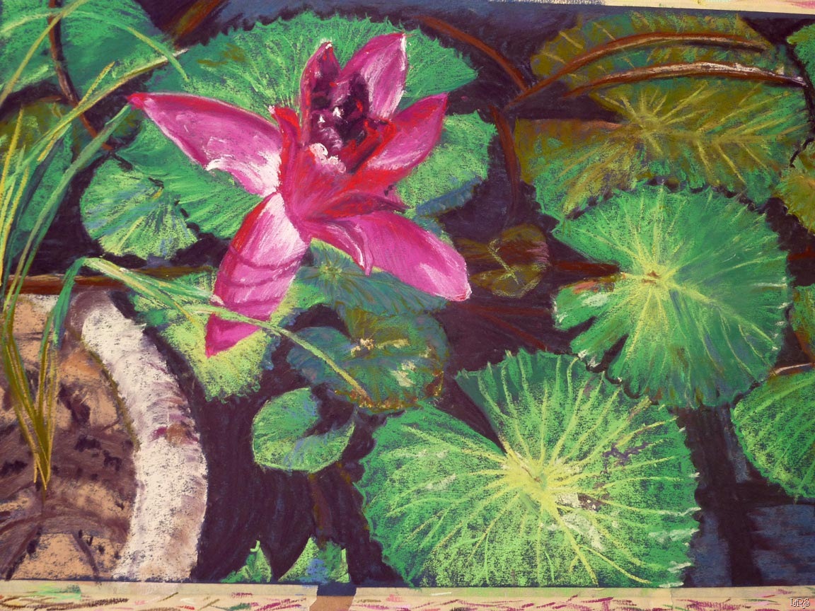 [Lilypads%255B14%255D.jpg]