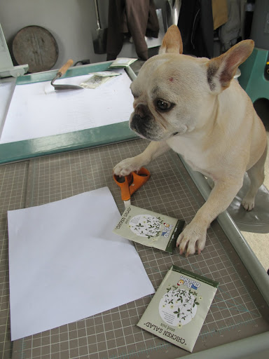 Ah-ha!  Here are the seed packets.  I think I'll open one up with these scissors and see what the seeds look like.