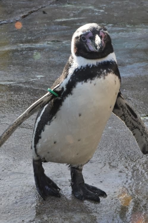 [Dippy%2520Feb%25202011%255B4%255D.jpg]