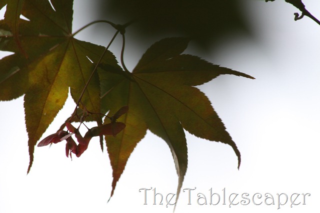 [Fall%2520Leaves%2520028%255B3%255D.jpg]