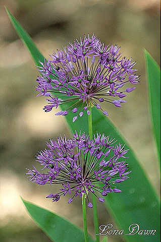 [Allium_PurpleSensation%255B8%255D.jpg]