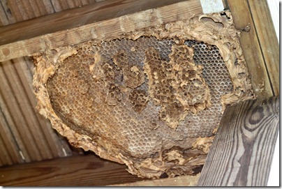 Hornet's Nest-2 Hornet's Nest-2