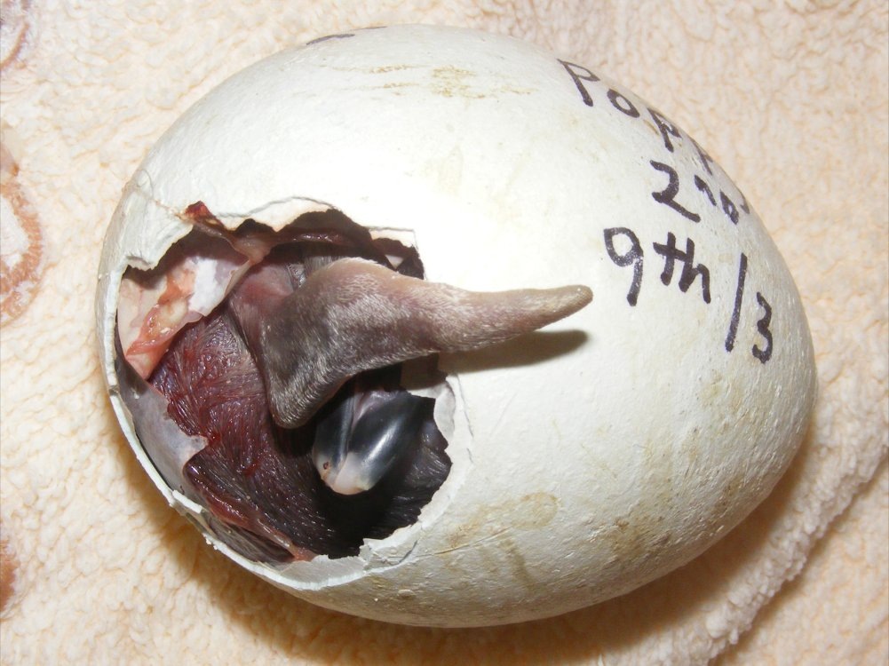 [Penguin%2520chick%2520in%2520egg%255B4%255D.jpg]