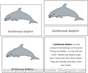 The Bottlenose Dolphin Preview
