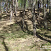 Gryżyński Park Krajobrazowy -ściana lasu dsc06271.jpg