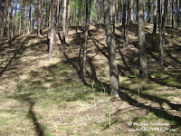 Gryżyński Park Krajobrazowy -ściana lasu Gryżyński Park Krajobrazowy -ściana lasu