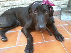 ESMERALDA adoptada en el 2009 y ahora como toda una señorita muy coqueta