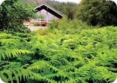 Holiday Log Cabins in Perthshire