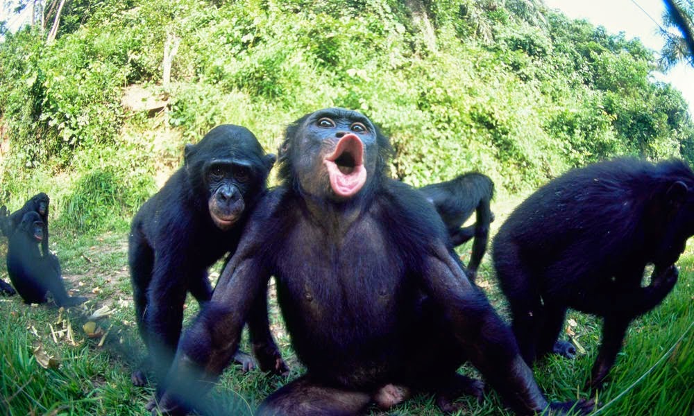 [Bonoba%2520Monkey%255B3%255D.jpg]