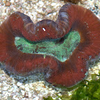DSC_2161.jpg