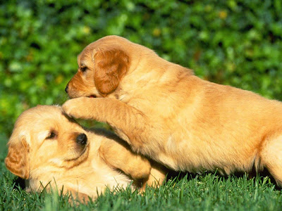 fondos-cachorros-perros.jpg