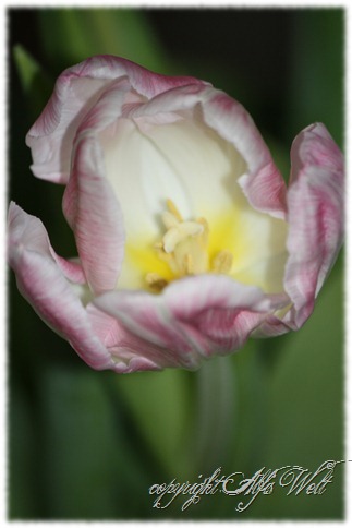 tulpe