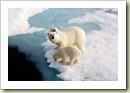 stock-photo-18462695-three-polar-bears-on-an-ice-flow