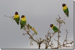 Yellow-collared Lovebirds
