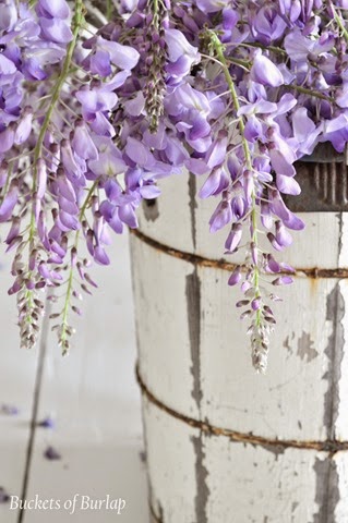 [Wisteria65.jpg]