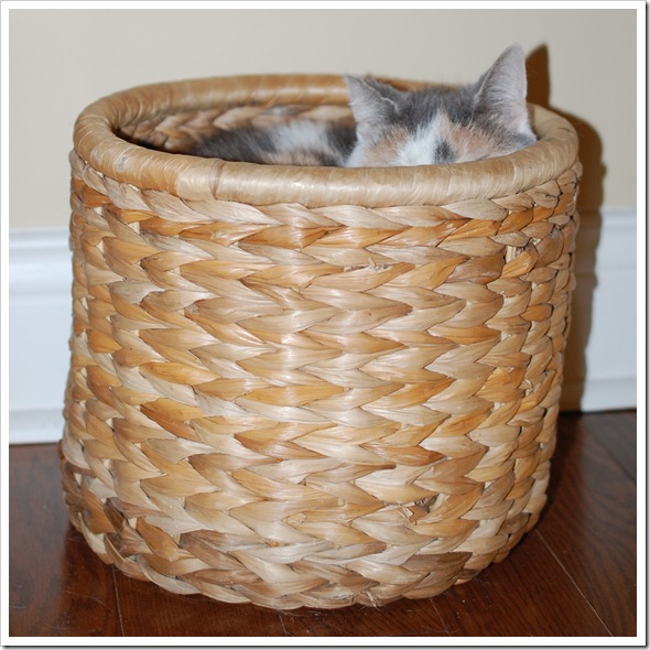 ROXIE BASKET