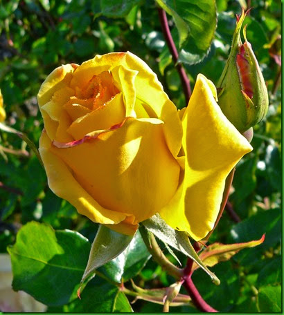 Rosa Golden Scepter