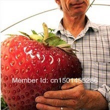 [MENTIRA%252012%2520big-giant-red-fruit-strawberry-seeds-DIY-Garden-fruit-seeds-balcony-seed-potted-plants-garden.jpg_220x220%255B2%255D.jpg]