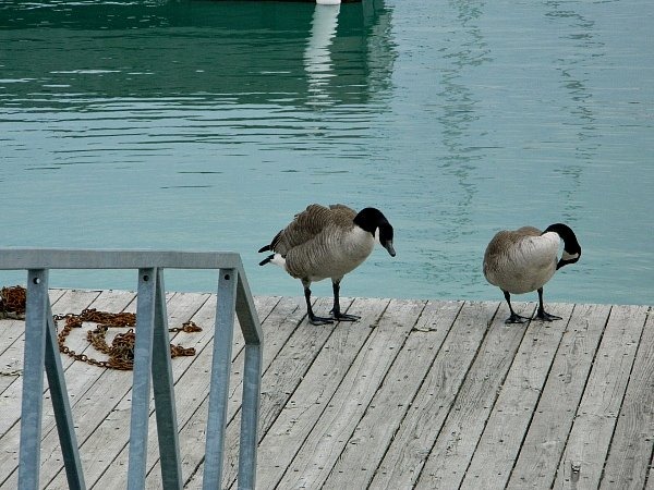 [Montrose%2520Harbor%2520geese%25203%255B3%255D.jpg]