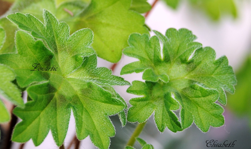 [pelargonium-i-mai-0434.jpg]