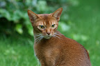 Abessinierkatze Lena