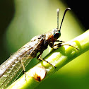 Antlion